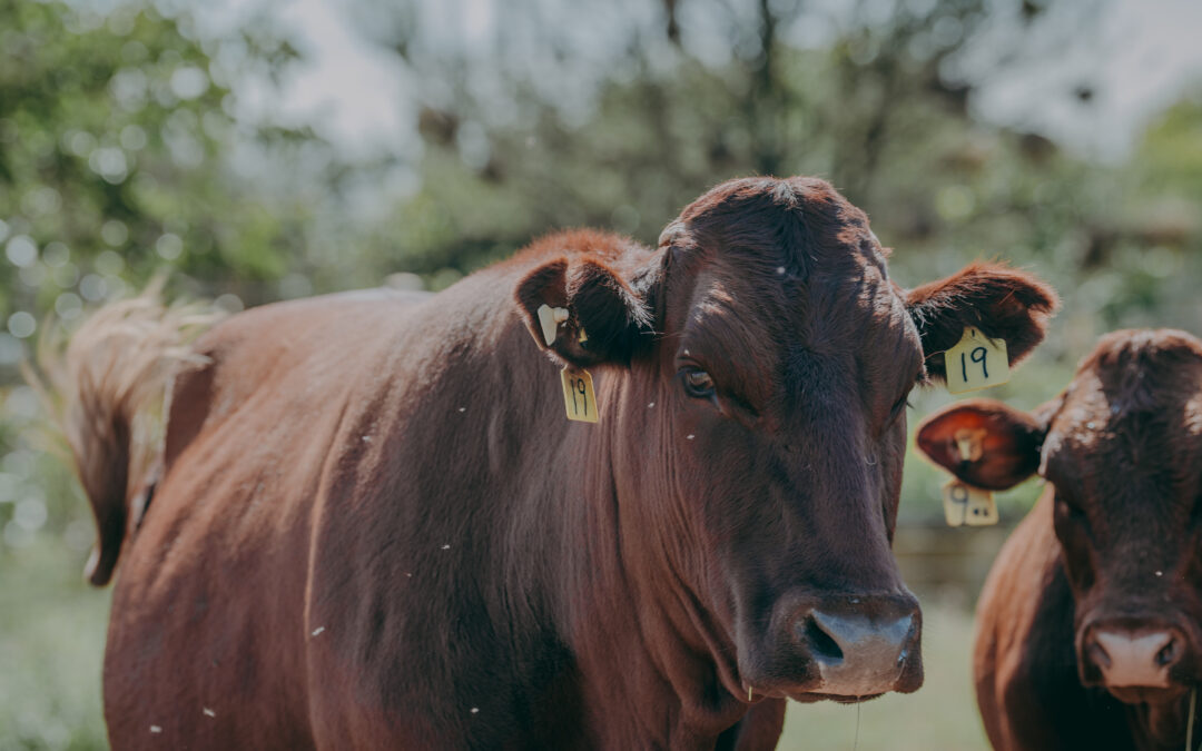 HerdTrack as naspeurbaarheidstelsel