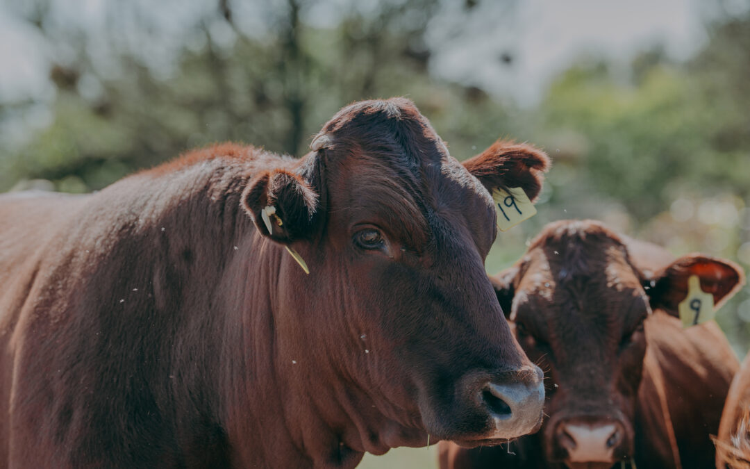 HerdTrack as a traceability system