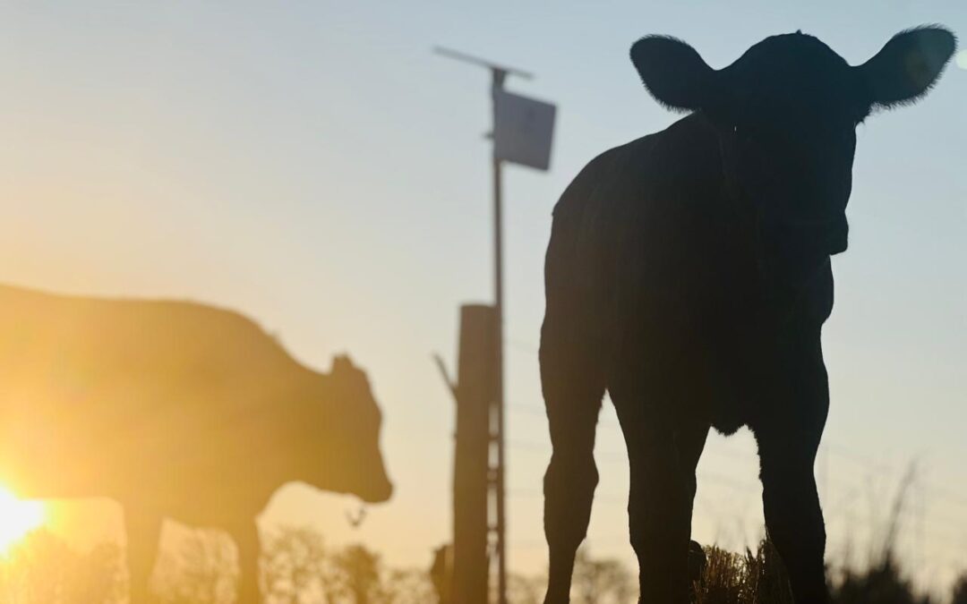 Veebestuur-wenresep: vuurhoutjieboksie-reël en HerdTrack