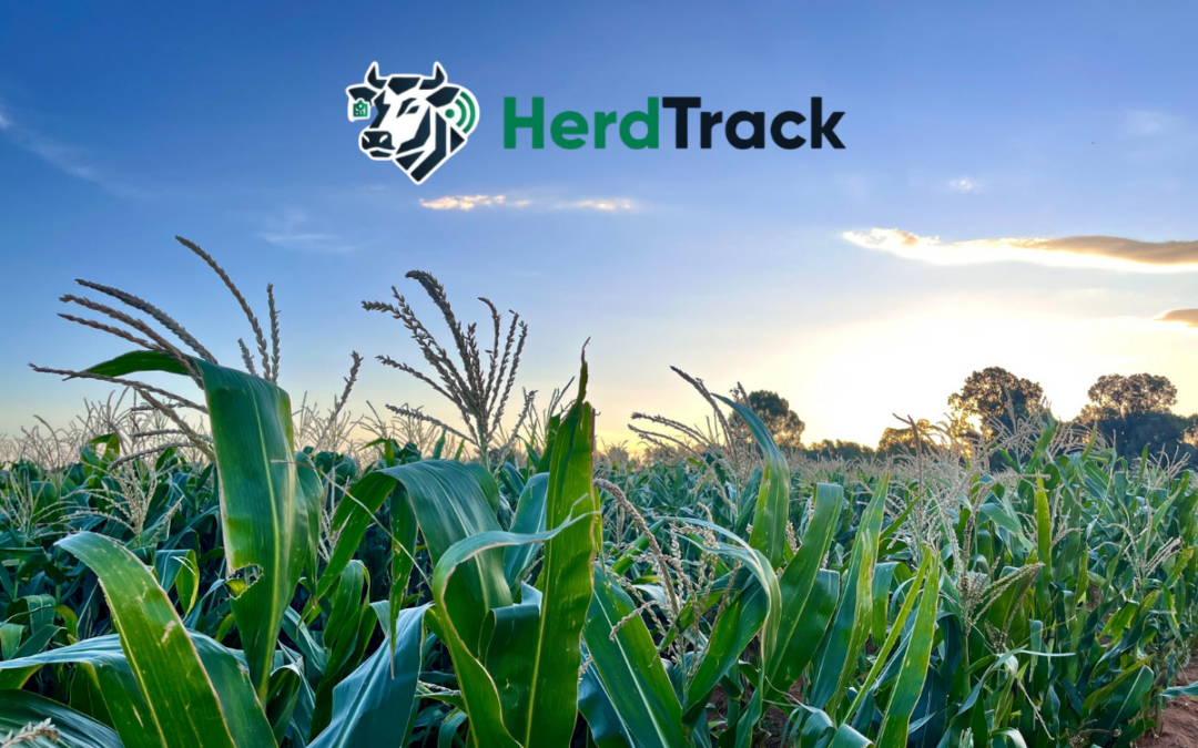 Grain farmers and HerdTrack: bringing the point home, not the combine to the kraal
