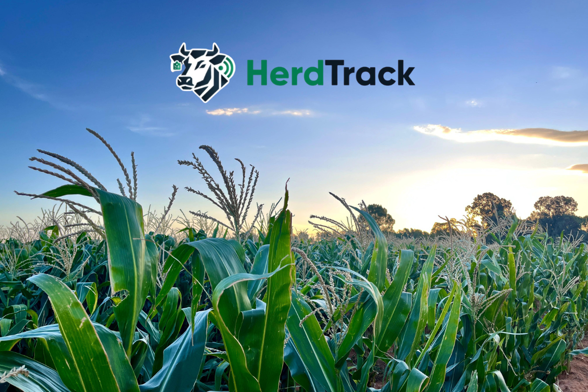 FOTO__ HerdTrack vir mielieboere
